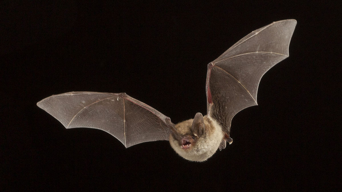 Moore Signs Maryland Bat Conservation Bill into Law